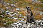 Marmottes-17.jpg
