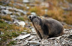 Marmottes-19.jpg