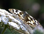 Papillon-23.jpg
