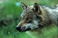 Consulter le site Internet 'La faune des for�ts d'Europe'