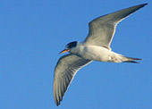 Consulter le site Internet 'Les oiseaux d'Europe'